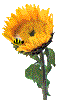Dandelion puppets sunflower image